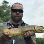 watauga river brown trout