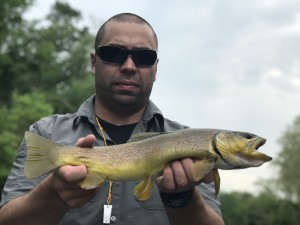 watauga river brown trout