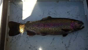 Beautiful Watauga river rainbow trout