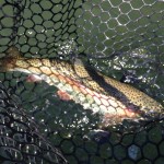 One of Diane's Watauga river rainbow trout