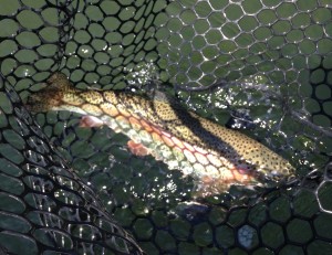 One of Diane's Watauga river rainbow trout