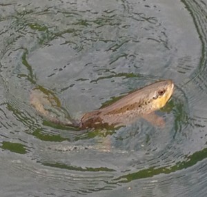 Watauga river brown trout on May 17 2016