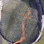 Watauga river brown trout