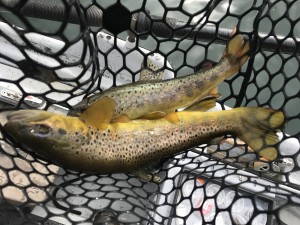 Two at time on Watauga