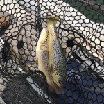 Double brown trout on South Holston