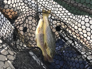 Double brown trout on South Holston
